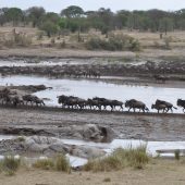  The Serengeti, TZ